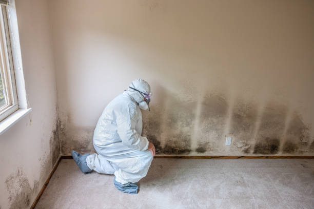 Best Post-Flood Mold Remediation in Friedens, PA
